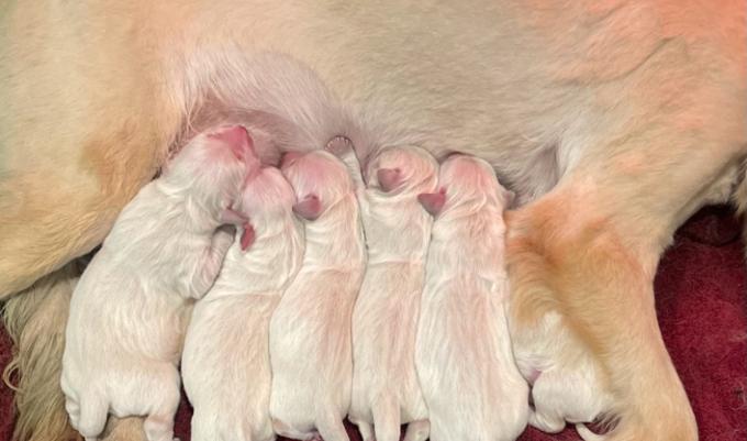 English Golden Retriever