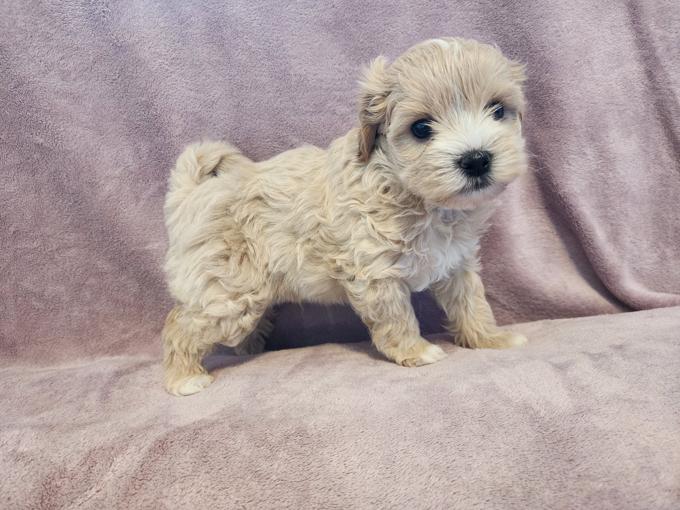 Maltipoo