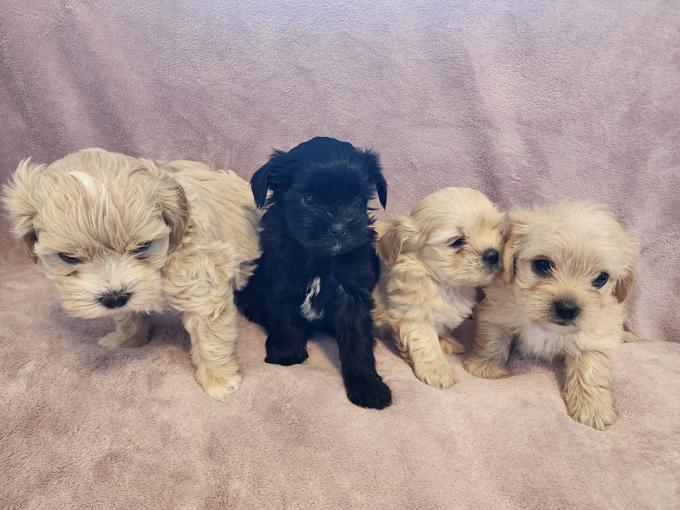 Maltipoo