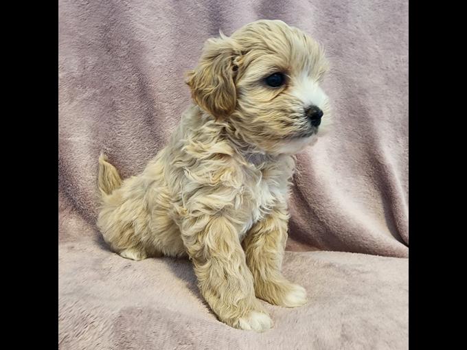 Maltipoo
