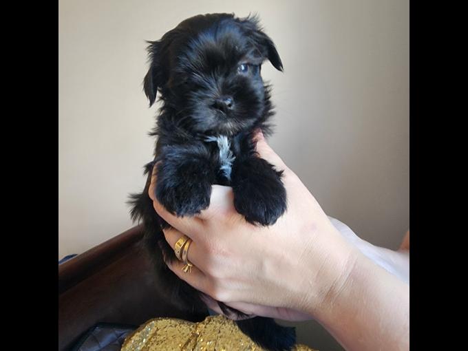 Maltipoo