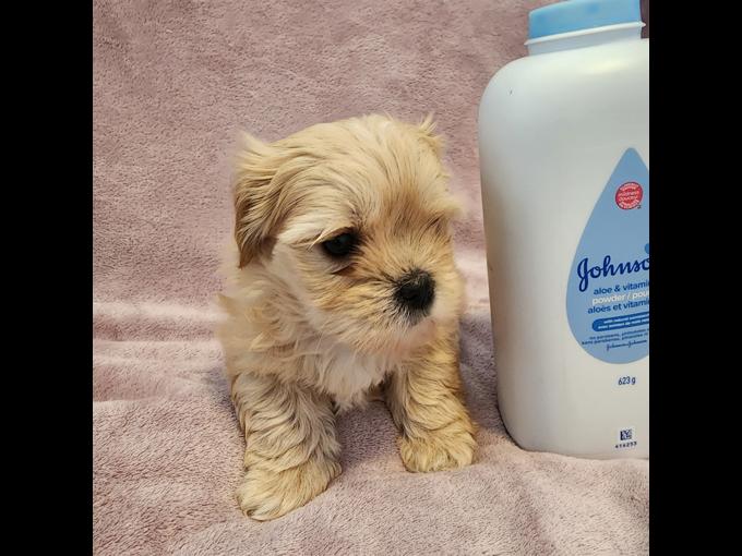 Maltipoo