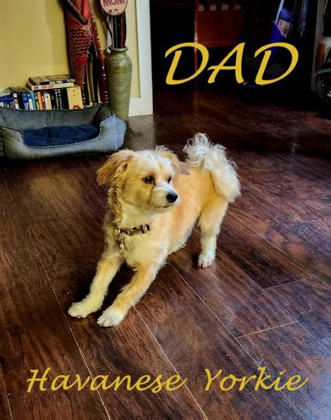 King Charles - Havanese - Yorkie