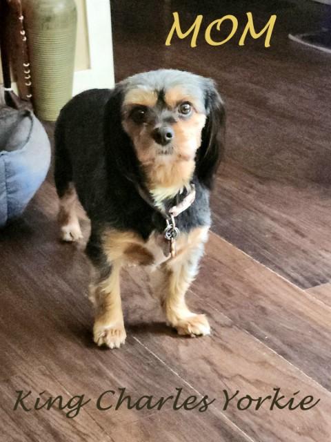 King Charles - Havanese - Yorkie