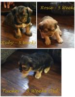 King Charles - Havanese - Yorkie