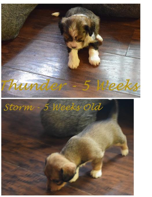 King Charles - Havanese - Yorkie