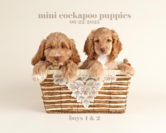 Cockapoo