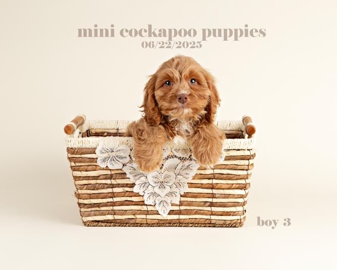 Cockapoo