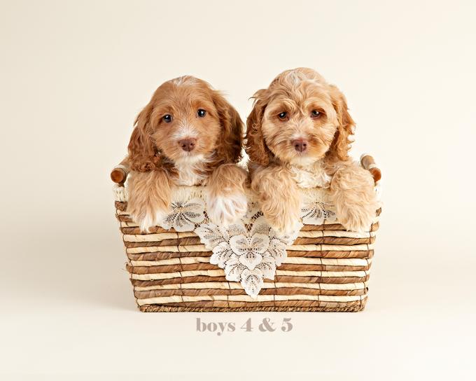 Cockapoo