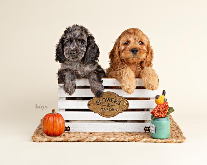 Cockapoo
