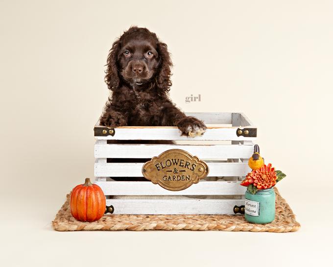 Cockapoo
