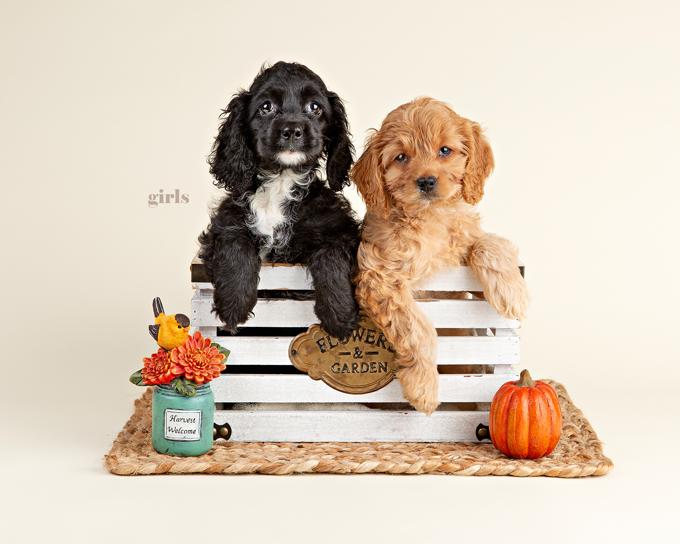 Cockapoo