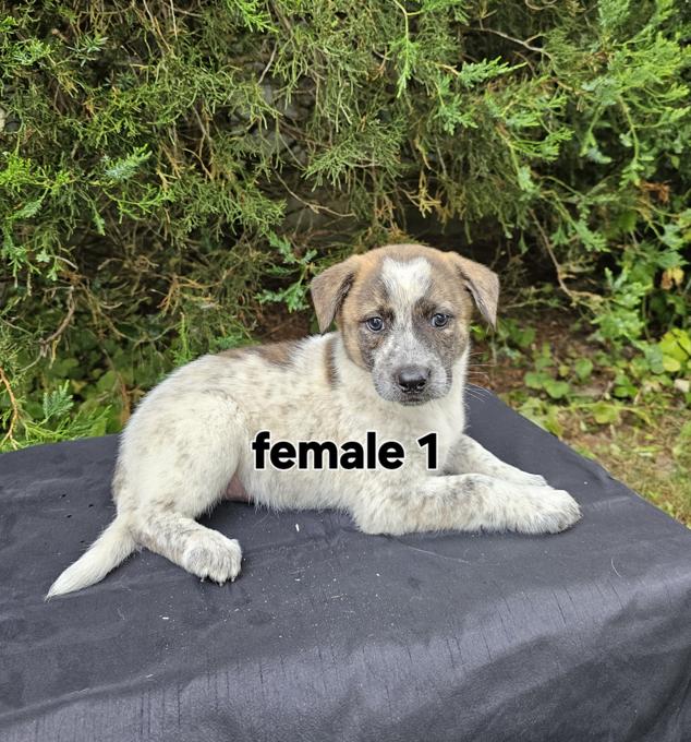 Great Pyrenees Blue Heeler