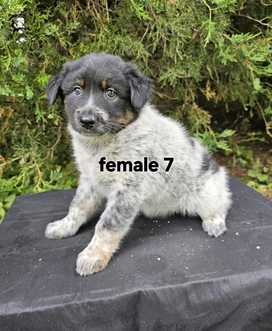 Great Pyrenees Blue Heeler
