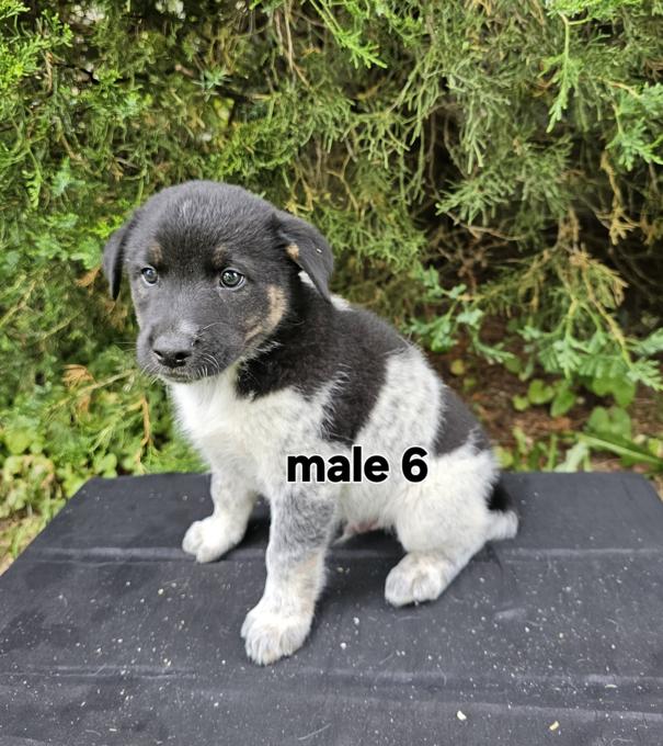 Great Pyrenees Blue Heeler