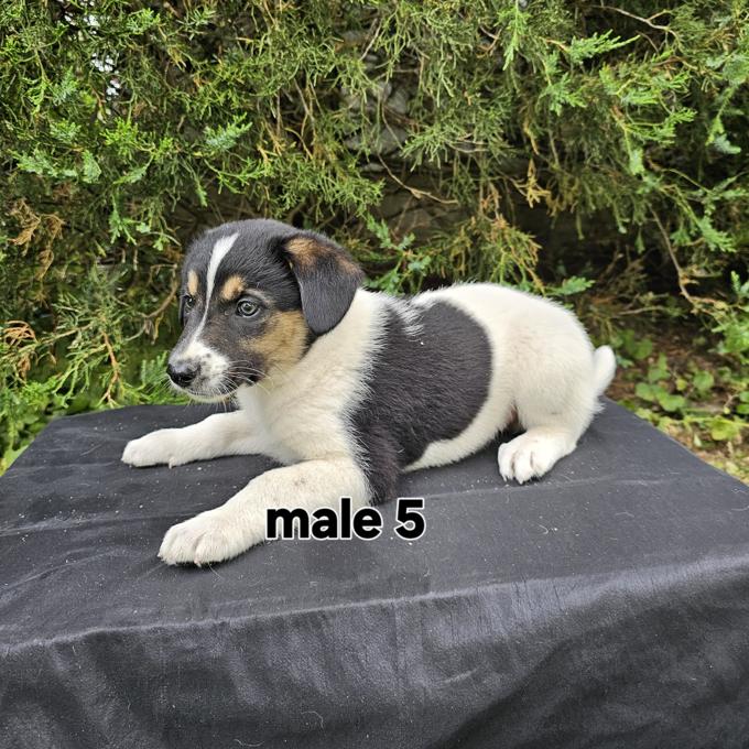 Great Pyrenees Blue Heeler