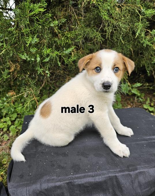 Great Pyrenees Blue Heeler