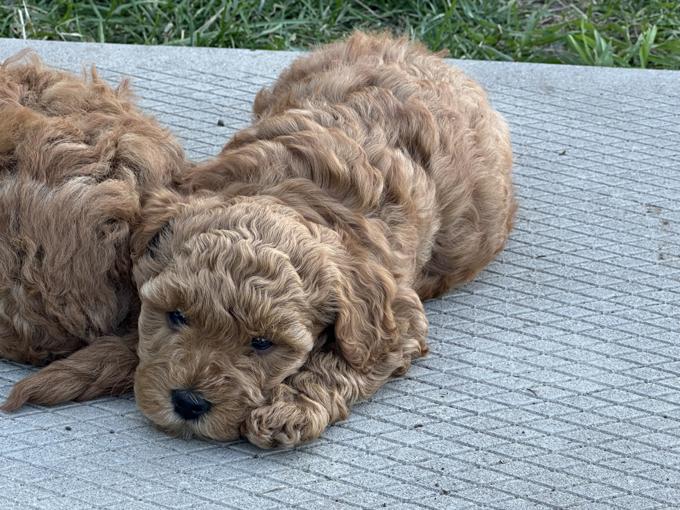 Poodle
