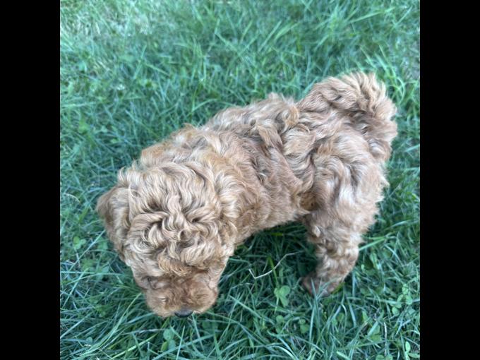 Poodle