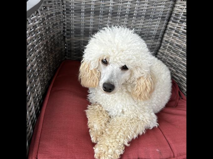 Poodle