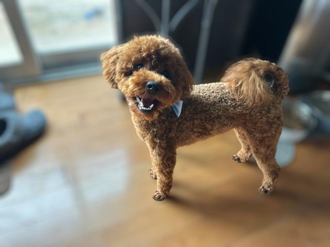 Poodle