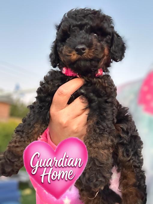 Poodle