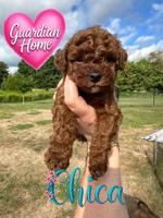 Poodle