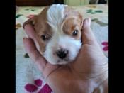 Cavalier King Charles