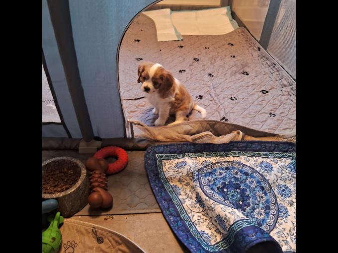 Cavalier King Charles