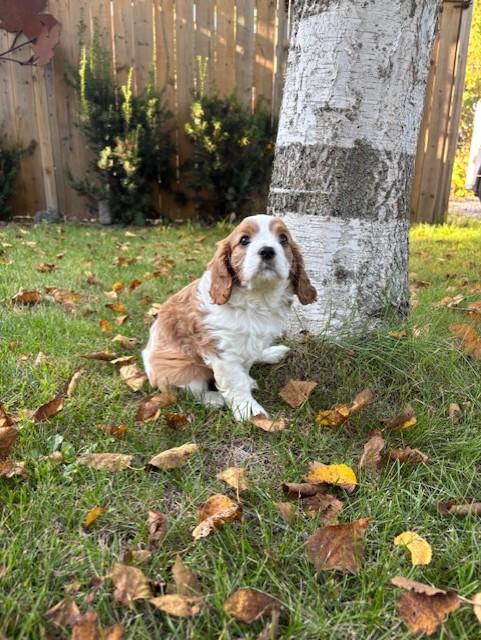Cavalier King Charles