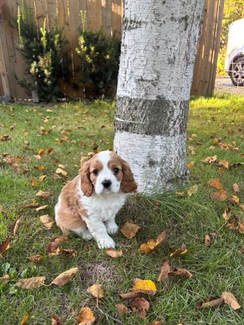 Cavalier King Charles