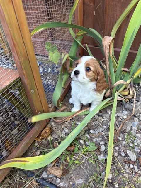 Cavalier King Charles
