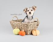 Morkie