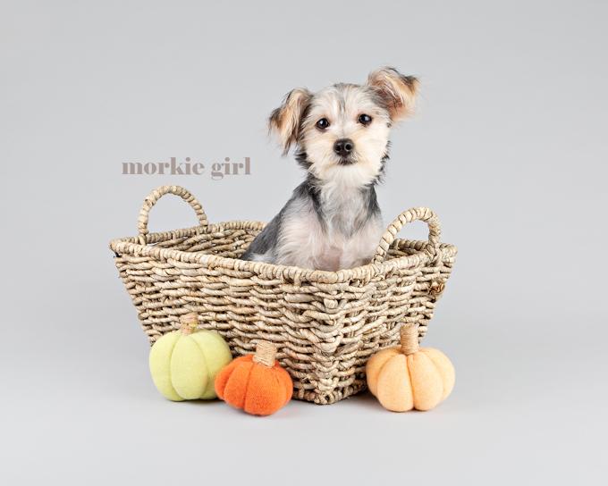 Morkie