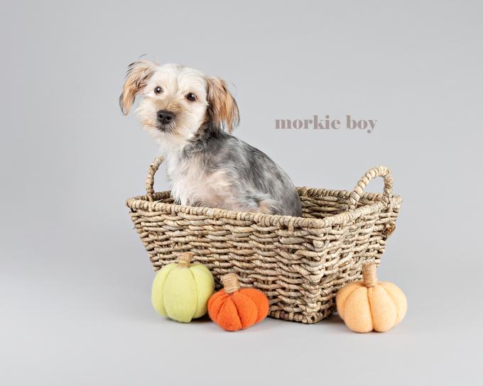 Morkie