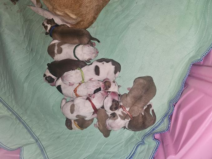 Pitbull