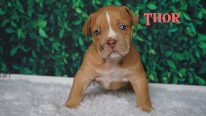 American Bully