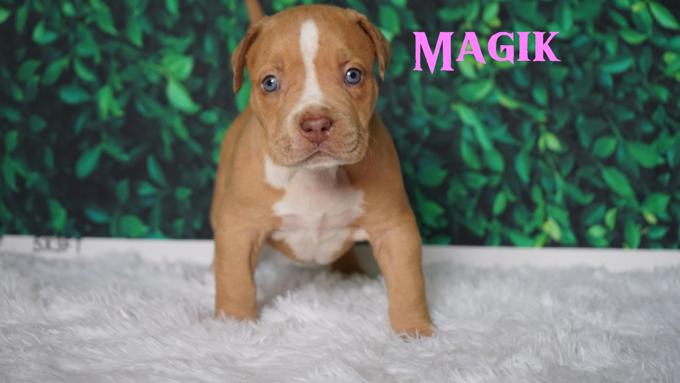 American Bully