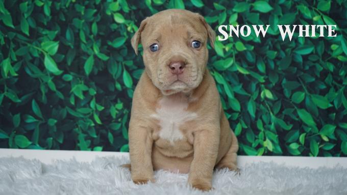 American Bully
