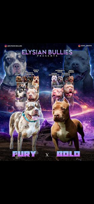 American Bully
