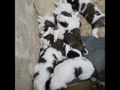 Saint Bernard