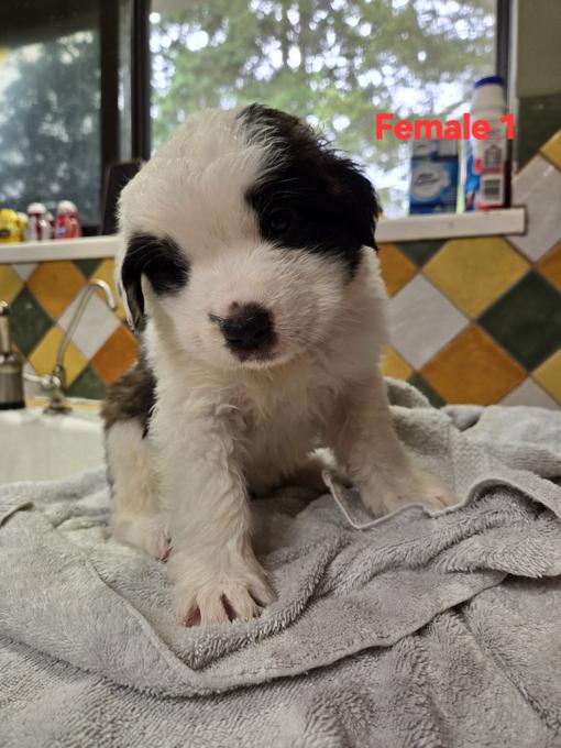 Saint Bernard