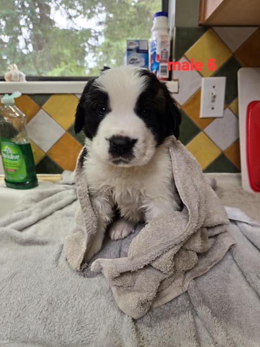 Saint Bernard