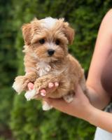 Maltipoo