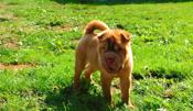 Shar - Pei Puppies