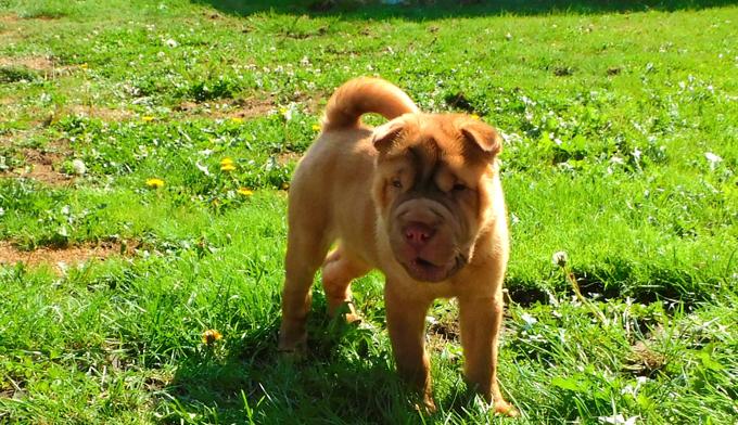 Shar - Pei Puppies