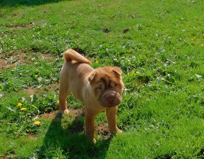 Shar - Pei Puppies