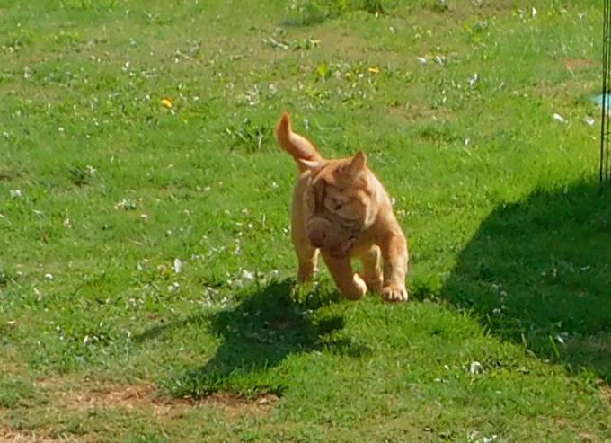 Shar - Pei Puppies