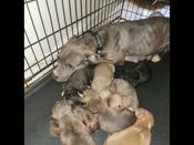 Presa + Pocket Bully mix