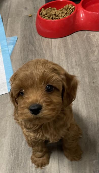 Cockapoo